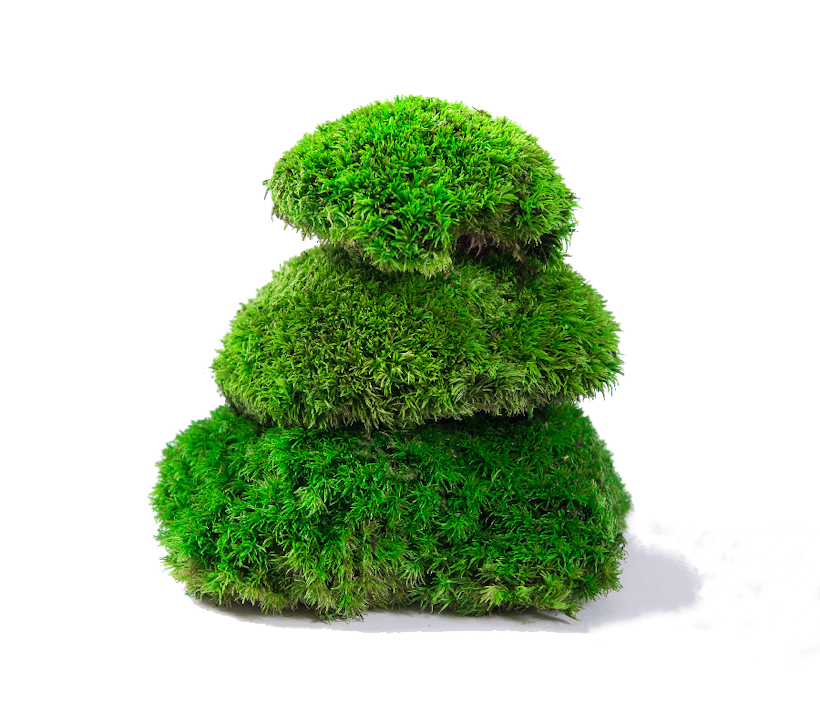 stacked bun moss in darker green