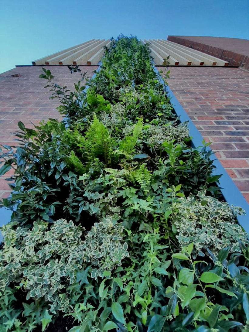 looking up at a living wall