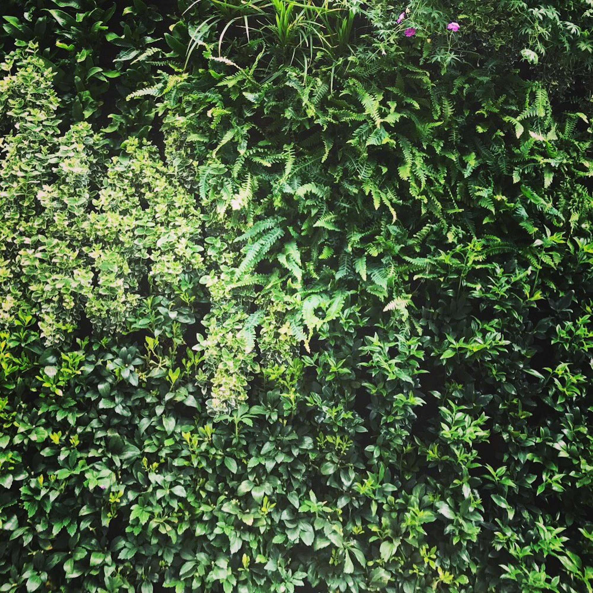 Close up of living wall plants