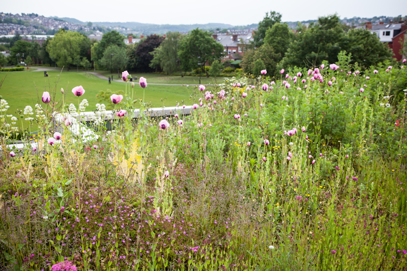 green roof benefits